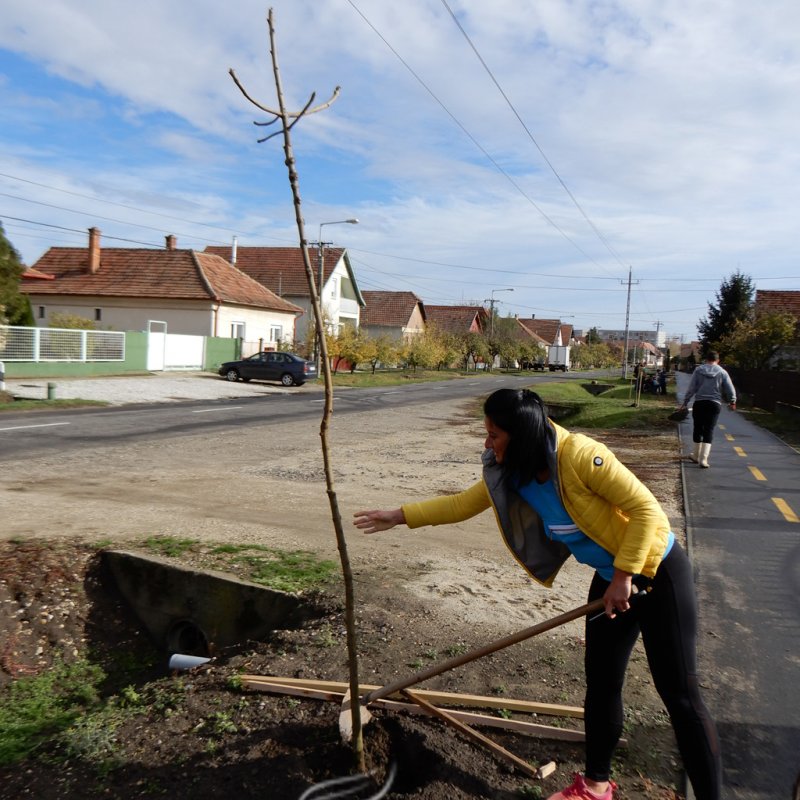 Közösségi faültetés Berettyóújfaluban 32